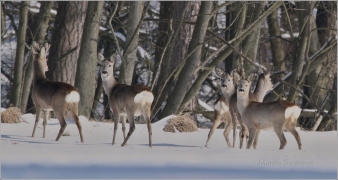 <p>SRNEC OBECNÝ (Capreolus capreolus) Šluknovsko - Harta /European roe deer - Reh/</p>